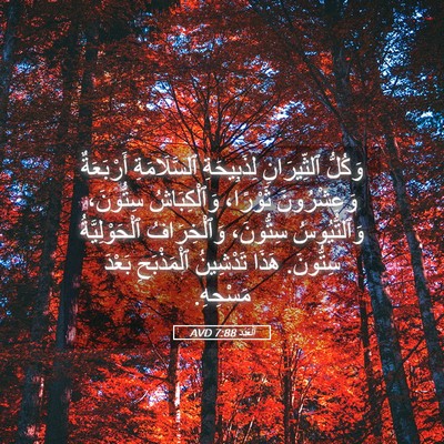 Picture 05 - اَلْعَدَد 7:88 AVD - وَكُلُّ ٱلثِّيرَانِ - Bible Verse Picture