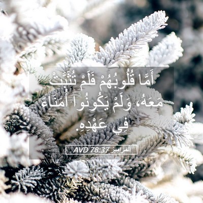 Picture 05 - اَلْمَزَامِيرُ 78:37 AVD - أَمَّا قُلُوبُهُمْ فَلَمْ - Bible Verse Picture