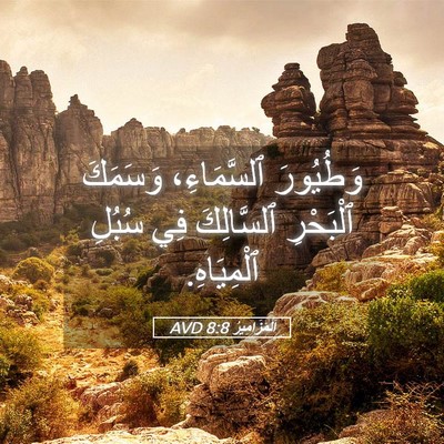 Picture 05 - اَلْمَزَامِيرُ 8:8 AVD - وَطُيُورَ ٱلسَّمَاءِ، - Bible Verse Picture