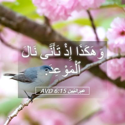 Picture 05 - عِبرانِيّين 6:15 AVD - وَهَكَذَا إِذْ تَأَنَّى - Bible Verse Picture