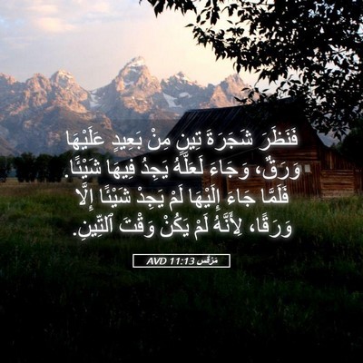 Picture 05 - مَرْقُس 11:13 AVD - فَنَظَرَ شَجَرَةَ تِينٍ - Bible Verse Picture