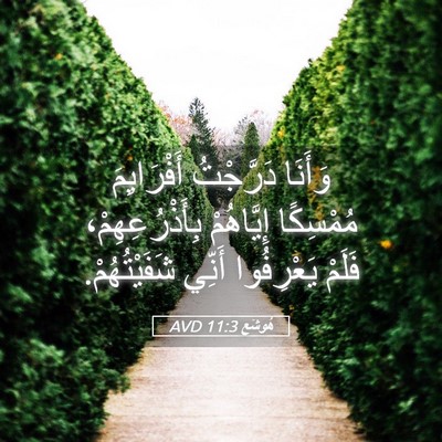 Picture 05 - هُوشَع 11:3 AVD - وَأَنَا دَرَّجْتُ - Bible Verse Picture