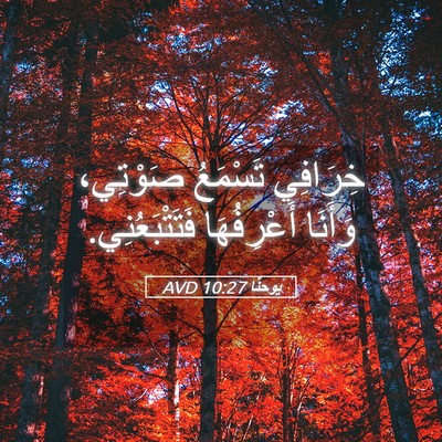 Picture 05 - يوحنَّا 10:27 AVD - خِرَافِي تَسْمَعُ - Bible Verse Picture