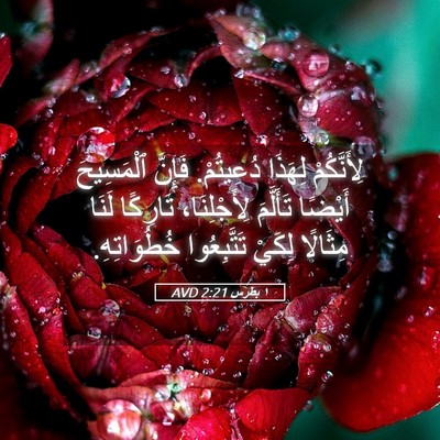 Picture 05 - ١ بطرس 2:21 AVD - لِأَنَّكُمْ لِهَذَا - Bible Verse Picture