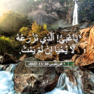 Picture 05 - ١ كورنثوس 15:36 AVD - يَاغَبِيُّ! ٱلَّذِي - Bible Verse Picture