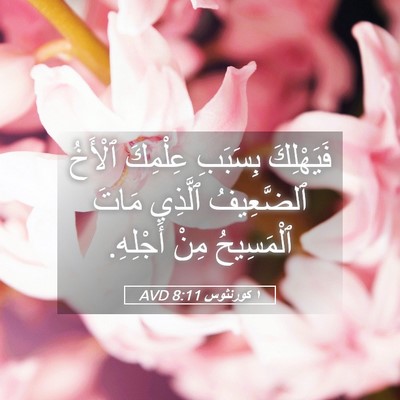 Picture 05 - ١ كورنثوس 8:11 AVD - فَيَهْلِكَ بِسَبَبِ - Bible Verse Picture