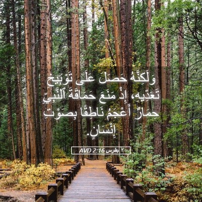 Picture 05 - ٢ بطرس 2:16 AVD - وَلَكِنَّهُ حَصَلَ عَلَى - Bible Verse Picture