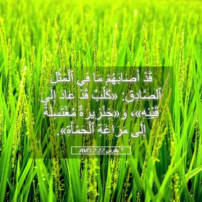 Picture 05 - ٢ بطرس 2:22 AVD - قَدْ أَصَابَهُمْ مَا فِي - Bible Verse Picture