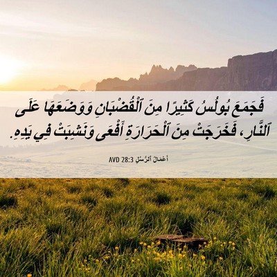 Picture 06 - أَعْمَالُ ٱلرُّسُلِ 28:3 AVD - فَجَمَعَ بُولُسُ كَثِيرًا - Bible Verse Picture