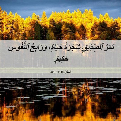 Picture 06 - أَمْثَالٌ 11:30 AVD - ثَمَرُ ٱلصِّدِّيقِ - Bible Verse Picture