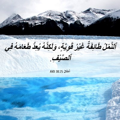 Picture 06 - أَمْثَالٌ 30:25 AVD - ٱلنَّمْلُ طَائِفَةٌ - Bible Verse Picture