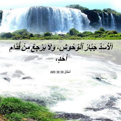 Picture 06 - أَمْثَالٌ 30:30 AVD - اَلْأَسَدُ جَبَّارُ - Bible Verse Picture