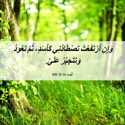 Picture 06 - أَيُّوبَ 10:16 AVD - وَإِنِ ٱرْتَفَعْتُ - Bible Verse Picture