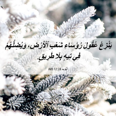 Picture 06 - أَيُّوبَ 12:24 AVD - يَنْزِعُ عُقُولَ - Bible Verse Picture
