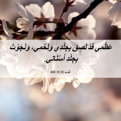 Picture 06 - أَيُّوبَ 19:20 AVD - عَظْمِي قَدْ لَصِقَ - Bible Verse Picture