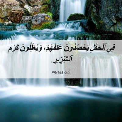 Picture 06 - أَيُّوبَ 24:6 AVD - فِي ٱلْحَقْلِ يَحْصُدُونَ - Bible Verse Picture