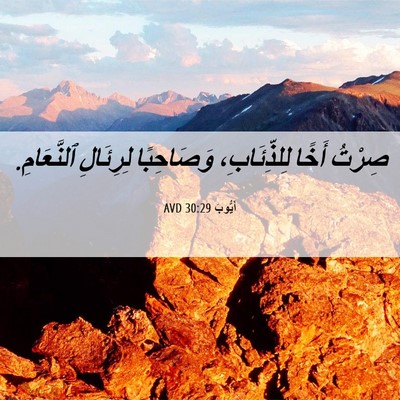 Picture 06 - أَيُّوبَ 30:29 AVD - صِرْتُ أَخًا لِلذِّئَابِ، - Bible Verse Picture