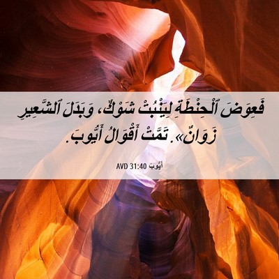 Picture 06 - أَيُّوبَ 31:40 AVD - فَعِوَضَ ٱلْحِنْطَةِ - Bible Verse Picture