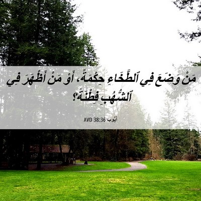 Picture 06 - أَيُّوبَ 38:36 AVD - مَنْ وَضَعَ فِي ٱلطَّخَاءِ - Bible Verse Picture