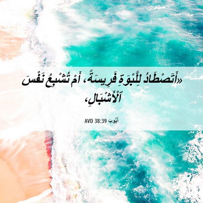 Picture 06 - أَيُّوبَ 38:39 AVD - «أَتَصْطَادُ لِلَّبْوَةِ - Bible Verse Picture