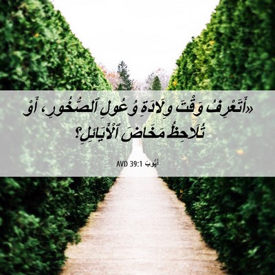 Picture 06 - أَيُّوبَ 39:1 AVD - «أَتَعْرِفُ وَقْتَ - Bible Verse Picture