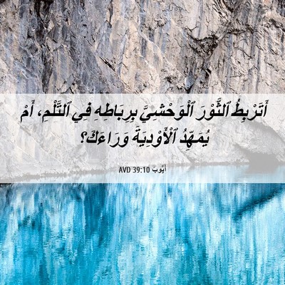 Picture 06 - أَيُّوبَ 39:10 AVD - أَتَرْبِطُ ٱلثَّوْرَ - Bible Verse Picture