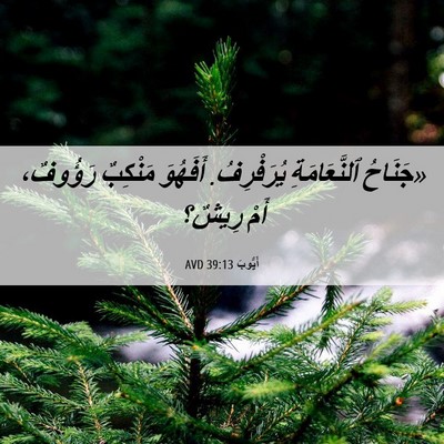 Picture 06 - أَيُّوبَ 39:13 AVD - «جَنَاحُ ٱلنَّعَامَةِ - Bible Verse Picture