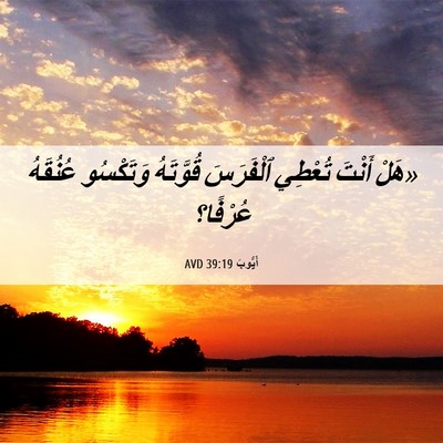 Picture 06 - أَيُّوبَ 39:19 AVD - «هَلْ أَنْتَ تُعْطِي - Bible Verse Picture