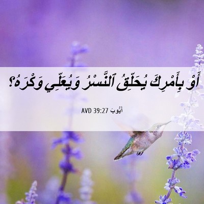 Picture 06 - أَيُّوبَ 39:27 AVD - أَوْ بِأَمْرِكَ يُحَلِّقُ - Bible Verse Picture