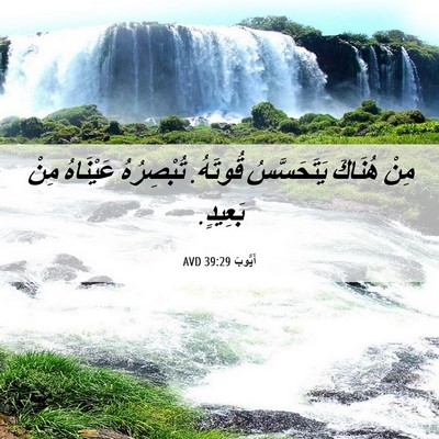 Picture 06 - أَيُّوبَ 39:29 AVD - مِنْ هُنَاكَ يَتَحَسَّسُ - Bible Verse Picture