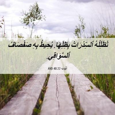 Picture 06 - أَيُّوبَ 40:22 AVD - تُظَلِّلُهُ ٱلسِّدْرَاتُ - Bible Verse Picture