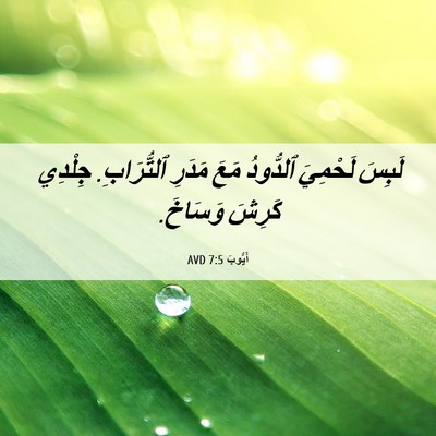 Picture 06 - أَيُّوبَ 7:5 AVD - لَبِسَ لَحْمِيَ ٱلدُّودُ - Bible Verse Picture