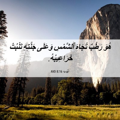 Picture 06 - أَيُّوبَ 8:16 AVD - هُوَ رَطْبٌ تُجَاهَ - Bible Verse Picture