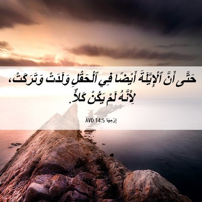 Picture 06 - إِرْمِيَا 14:5 AVD - حَتَّى أَنَّ ٱلْإِيَّلَةَ - Bible Verse Picture