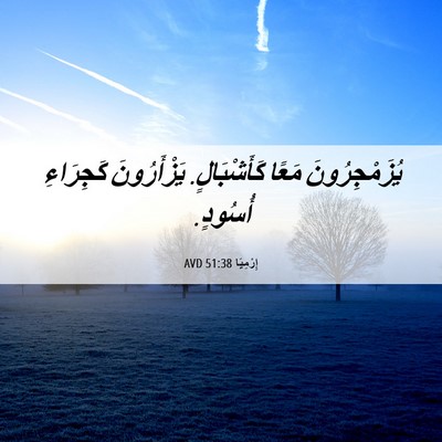 Picture 06 - إِرْمِيَا 51:38 AVD - يُزَمْجِرُونَ مَعًا - Bible Verse Picture