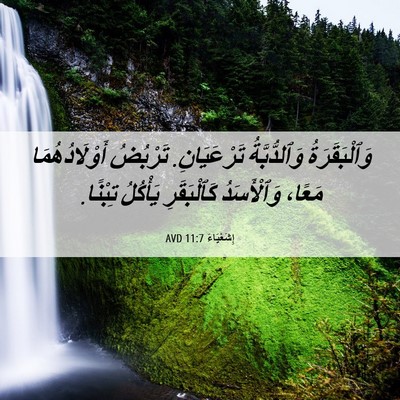 Picture 06 - إِشَعْيَاءَ 11:7 AVD - وَٱلْبَقَرَةُ - Bible Verse Picture
