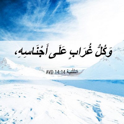 Picture 06 - اَلتَّثْنِيَة 14:14 AVD - وَكُلُّ غُرَابٍ عَلَى - Bible Verse Picture