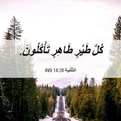Picture 06 - اَلتَّثْنِيَة 14:20 AVD - كُلَّ طَيْرٍ طَاهِرٍ - Bible Verse Picture