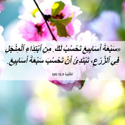 Picture 06 - اَلتَّثْنِيَة 16:9 AVD - «سَبْعَةَ أَسَابِيعَ - Bible Verse Picture