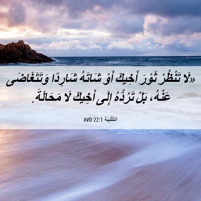 Picture 06 - اَلتَّثْنِيَة 22:1 AVD - «لَا تَنْظُرْ ثَوْرَ - Bible Verse Picture