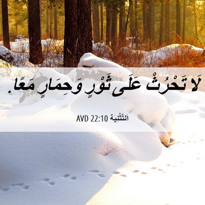 Picture 06 - اَلتَّثْنِيَة 22:10 AVD - لَا تَحْرُثْ عَلَى ثَوْرٍ - Bible Verse Picture