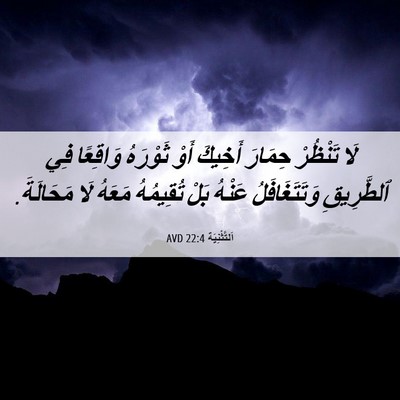 Picture 06 - اَلتَّثْنِيَة 22:4 AVD - لَا تَنْظُرْ حِمَارَ - Bible Verse Picture