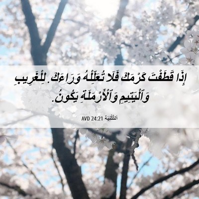 Picture 06 - اَلتَّثْنِيَة 24:21 AVD - إِذَا قَطَفْتَ كَرْمَكَ - Bible Verse Picture