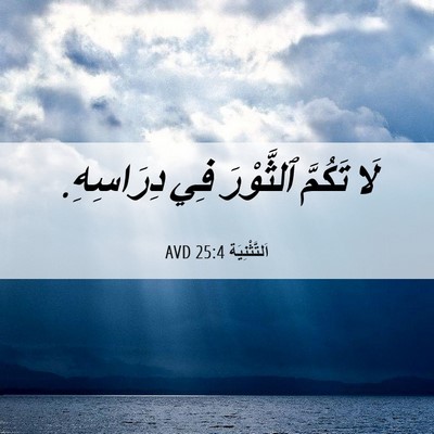 Picture 06 - اَلتَّثْنِيَة 25:4 AVD - لَا تَكُمَّ ٱلثَّوْرَ فِي - Bible Verse Picture
