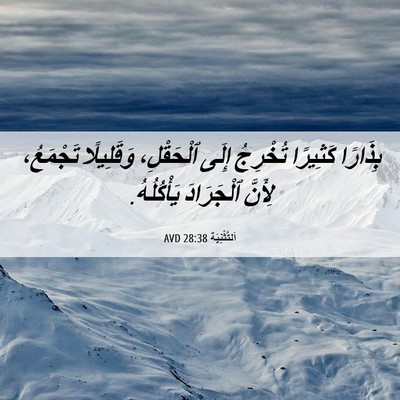 Picture 06 - اَلتَّثْنِيَة 28:38 AVD - بِذَارًا كَثِيرًا - Bible Verse Picture