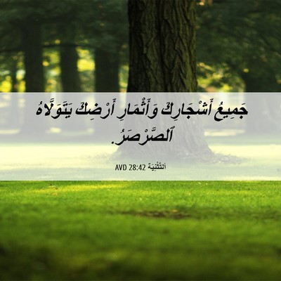 Picture 06 - اَلتَّثْنِيَة 28:42 AVD - جَمِيعُ أَشْجَارِكَ - Bible Verse Picture