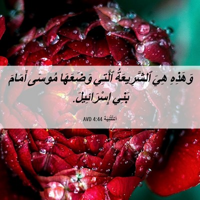 Picture 06 - اَلتَّثْنِيَة 4:44 AVD - وَهَذِهِ هِيَ - Bible Verse Picture