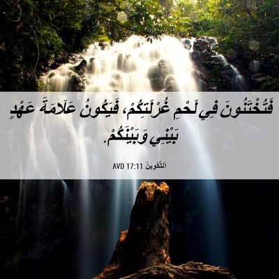 Picture 06 - اَلتَّكْوِينُ 17:11 AVD - فَتُخْتَنُونَ فِي لَحْمِ - Bible Verse Picture