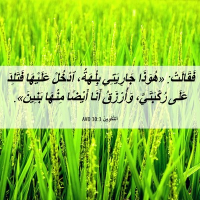 Picture 06 - اَلتَّكْوِينُ 30:3 AVD - فَقَالَتْ: «هُوَذَا - Bible Verse Picture