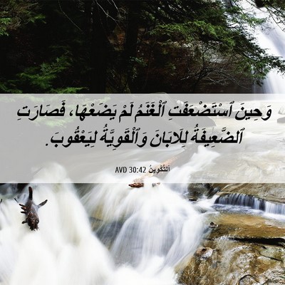 Picture 06 - اَلتَّكْوِينُ 30:42 AVD - وَحِينَ ٱسْتَضْعَفَتِ - Bible Verse Picture